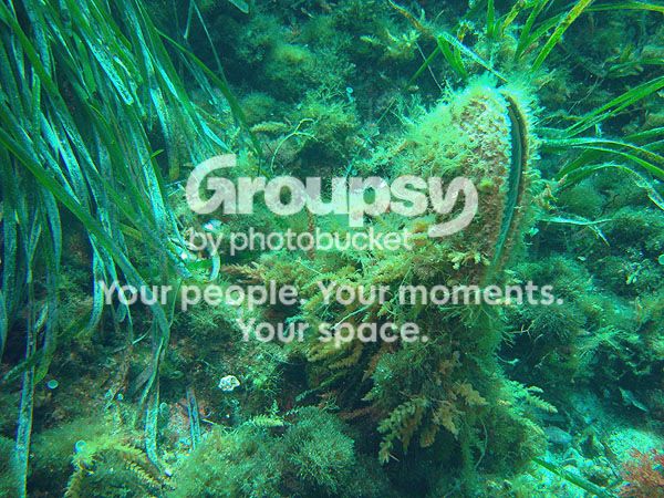 http://i267.photobucket.com/albums/ii283/bmb-63/poissons/DSC06563_zpse42e9cf2.jpg
