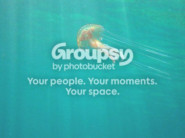 http://i267.photobucket.com/albums/ii283/bmb-63/poissons/DSC06567_zps3b2fb89e.jpg