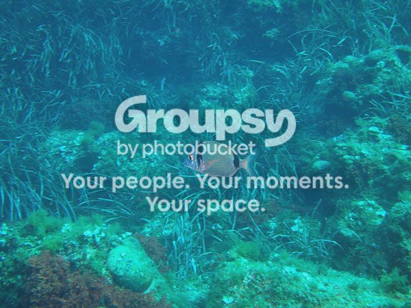 http://i267.photobucket.com/albums/ii283/bmb-63/poissons/DSC06653_zpsfe3268a9.jpg