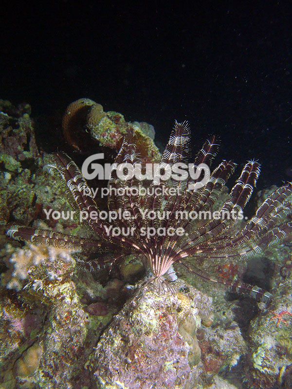 http://i267.photobucket.com/albums/ii283/bmb-63/poissons/DSC06784_zpsef5b061f.jpg