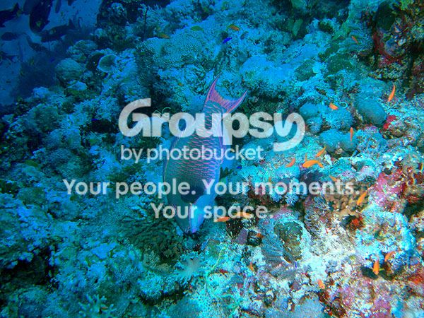 http://i267.photobucket.com/albums/ii283/bmb-63/poissons/DSC06790_zpsea366363.jpg