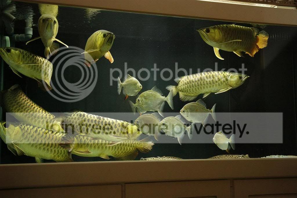 香港的九龙 - 龙鱼混养 - 龙鱼之巅