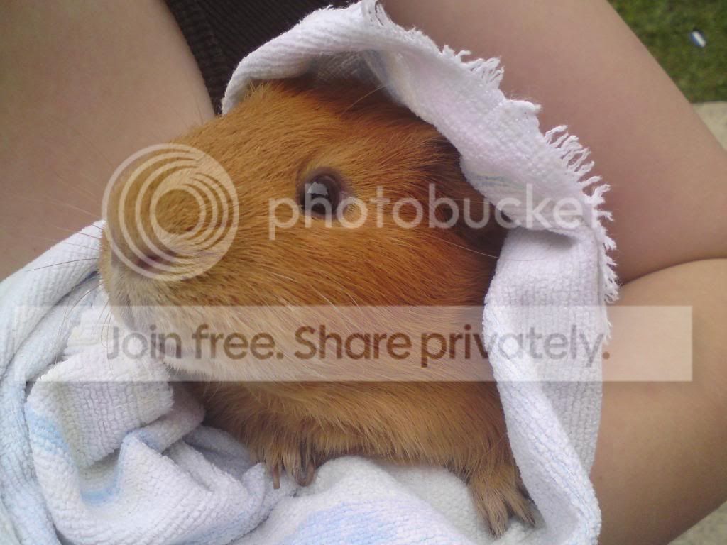 cuddlyron.jpg