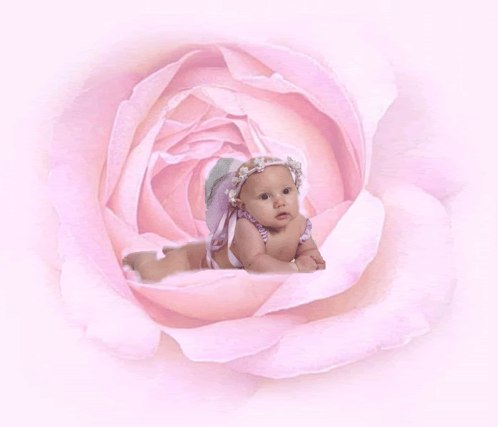 PinkRose1.gif picture by christine_derbyshire