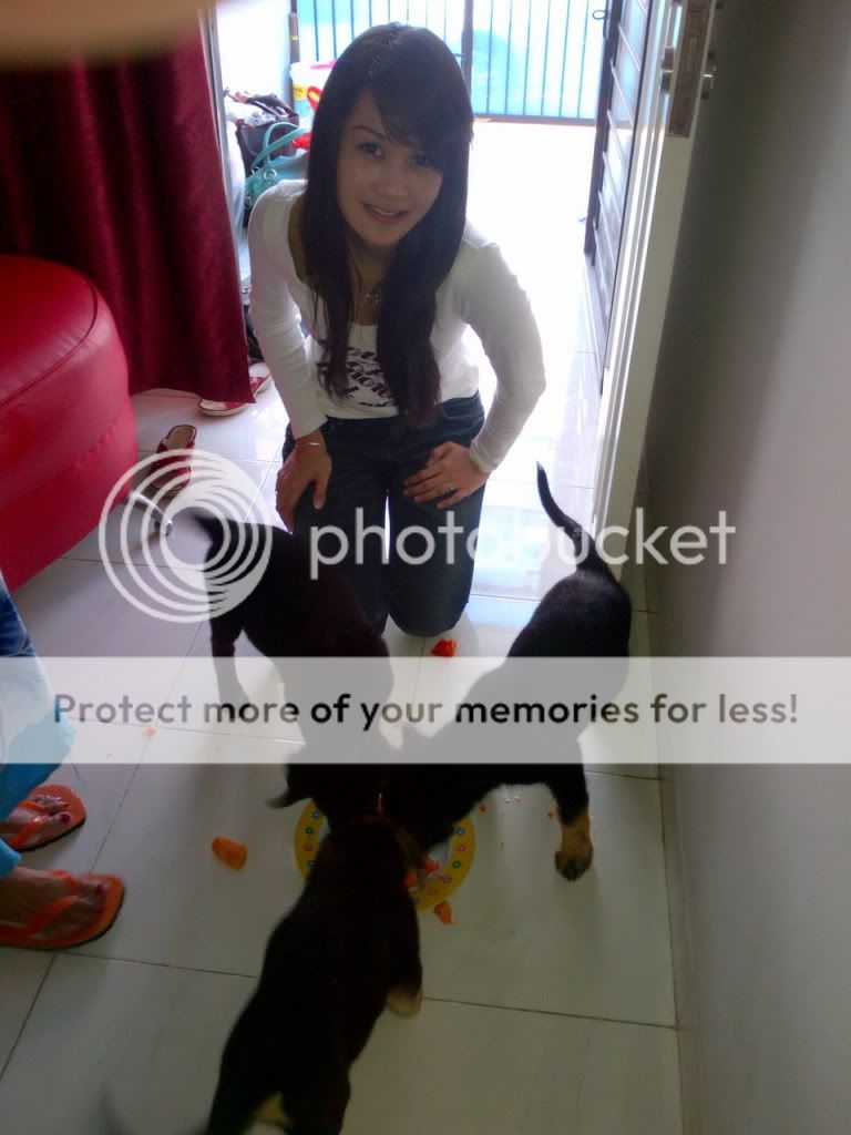 Jual Anak Anjing Golden Campuran Herder Ceriwis Komunitas Dan