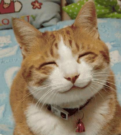 absolutely inscrutable willy